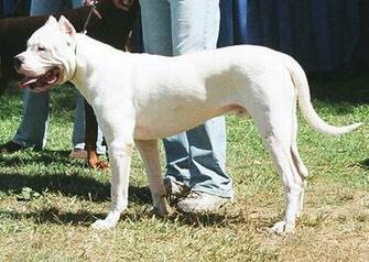 Dogo Argentino Wallpaper HD