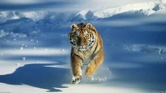 Tiger Snow Wallpaper Open Walls