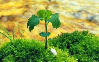 Nature Wallpaper HD Widescreen Image Desktop Background