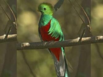El Quetzal Guatemala