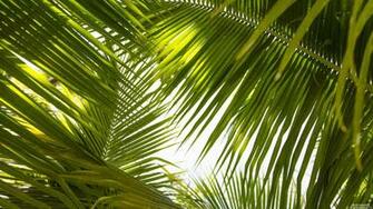 Tropical Leaves Desktop Wallpaper At Wallpaperbro