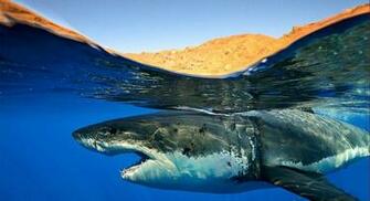 Wallpaper Animals Shark