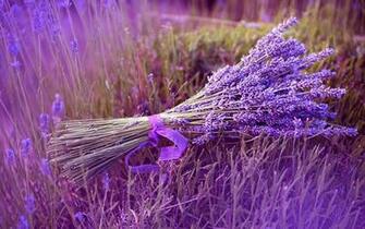 Lavender Flowers Macro Wallpaper Desktop