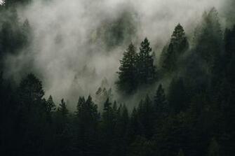 Dark Public Domain Image Silhouette Treeline
