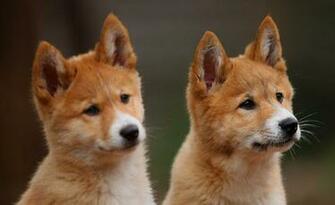 Awesome Dingo Photo Wallpaper