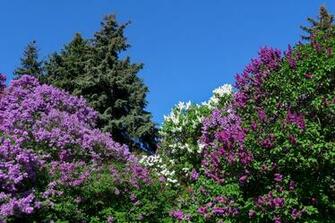 Wallpaper Lilacs Bloom Nature Spring Sky HD Background
