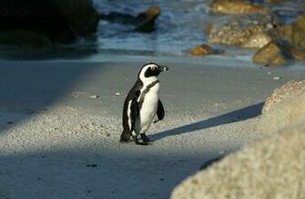 African Penguin Wallpaper HD