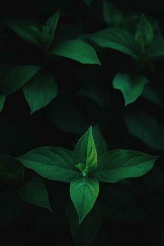 Leaves Pictures Image Thesis