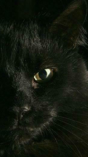 Black Cat iPhone Wallpaper