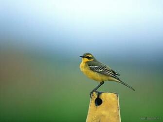 Home Birds Bird Desktop Wallpaper Ads Search For