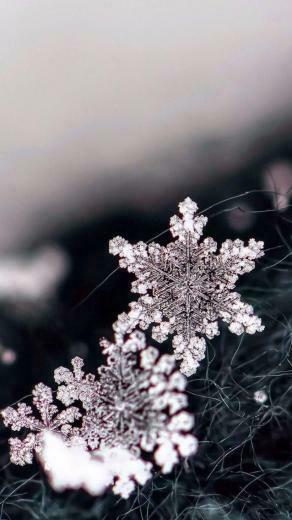 Black And White Macro Image Of Snowflakes Ios8 HD Wallpaper For