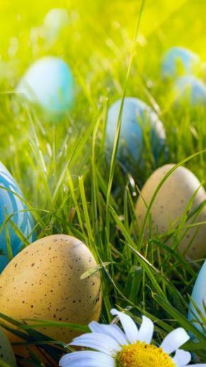 Easter Egg Hunt iPhone 5s Wallpaper S Pin