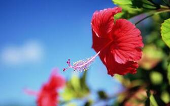 Flower Desktop Wallpaper Widescreen