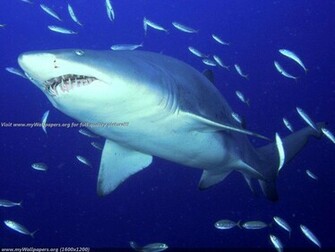Wallpaper Ocean Life