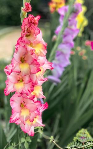 Gladiolus Pictures Image