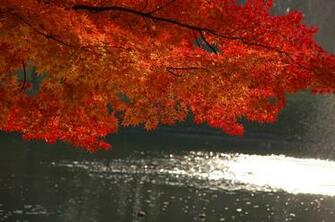 Red Tree Desktop And Mobile Wallpaper Wallippo