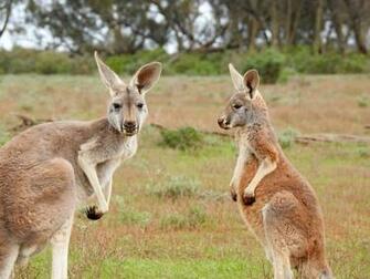 Kangaroo Wallpaper Pictures Image
