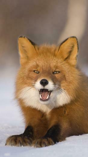 Fox Snow Tail Furry Surprise Wallpaper Background iPhone