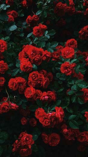 Beautiful Roses Wallpaper Background For iPhone