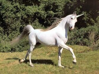 Pictures Of Unicorns Funny Amazing Wallpaper Fantasy