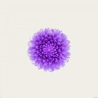 Ac95 Wallpaper Apple iPhone6 Plus Ios8 Flower Purple Jpg