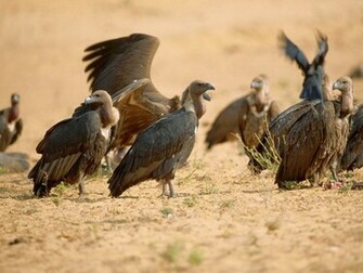 Birds Vultures Wallpaper Vulture