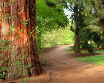 Wallpaper Pine Tree Forest