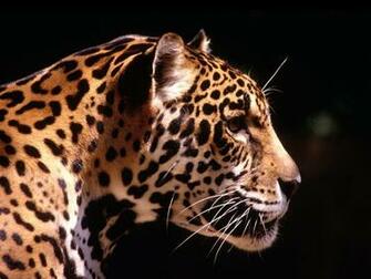 Wallpaper You Are Ing The Animals Named High Resolution