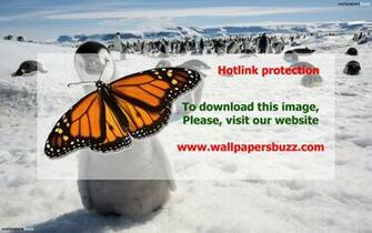 The Curious Penguin HD Wallpaper