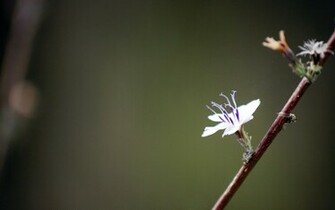 Elegant Flowers Wallpaper Plant Desktop Background