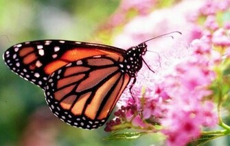 Pretty Butterfly Background