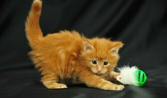 Gorgeous Funny Kitten Wallpaper High