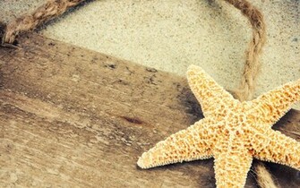 Wallpaper Animals Starfish Background