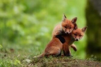 New Batch Of Super Cute Animals Pictures