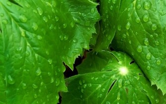 Green Wallpaper HD Pretty