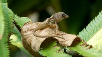 Madagascar Day Gecko Barbaras HD Wallpaper
