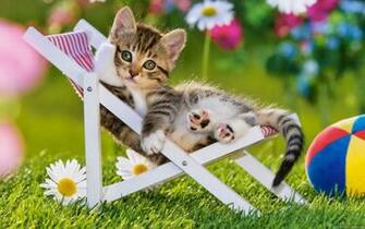 Fonds D Cran Chat Pc Et Tablettes iPad Etc