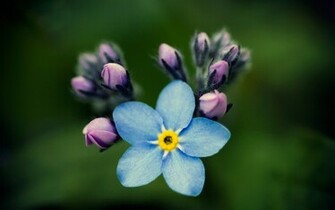 Nature Flowers Wallpaper Macro