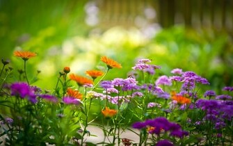 Flower Power Wallpaper