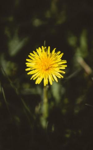 Wallpaper Yellow Dandelion Flower Bud