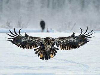 Tag Juvenile Bald Eagle Wallpaper Background