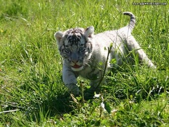 Baby White Tiger Wallpaper