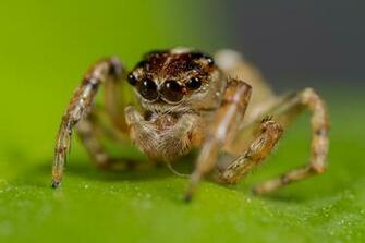 Cute Jumping Spider Wallpaper By Vexxa