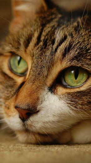Cat Galaxy S4 Wallpaper HD