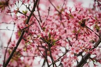Best Blossomflower Wallpaper Image