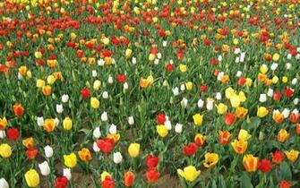Try It Now Related Wallpaper Flowers Tulip Tulips This