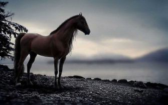 Horse Wallpaper HD For Desktop