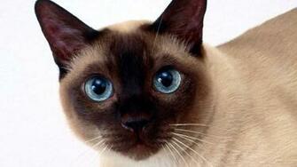 Beautiful Siamese Cat Closeup Cats Uploaded Content Masters