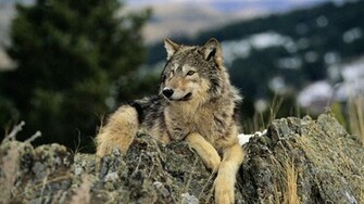 Beautiful Wolf Wallpaper
