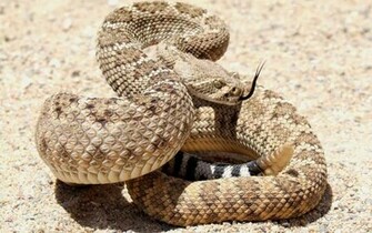 Rattlesnake Wallpaper Totalinfo90